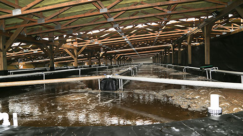 FOA-Biofloc.jpg